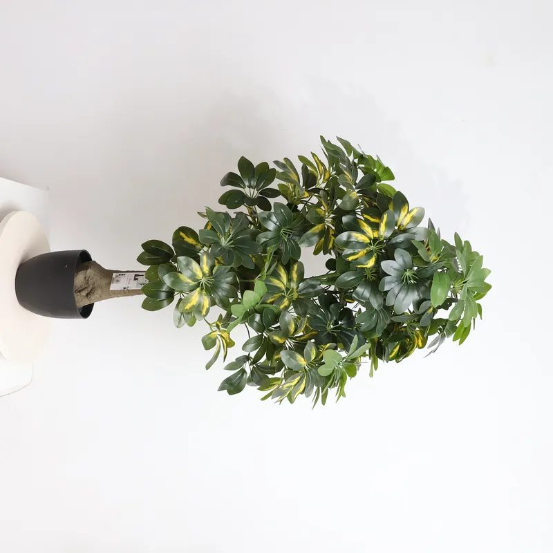 ต้นไม้ประดิษฐ์เชฟเฟลอร่าราคาโร - Bonsai Garden Price บทวิจารณ์และราคา
