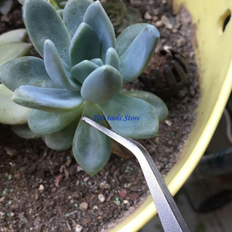 x37e 2 ใน 1 สวนพายลาค์ที่มีสแต - Bonsai Garden Shop บทวิจารณ์และราคา