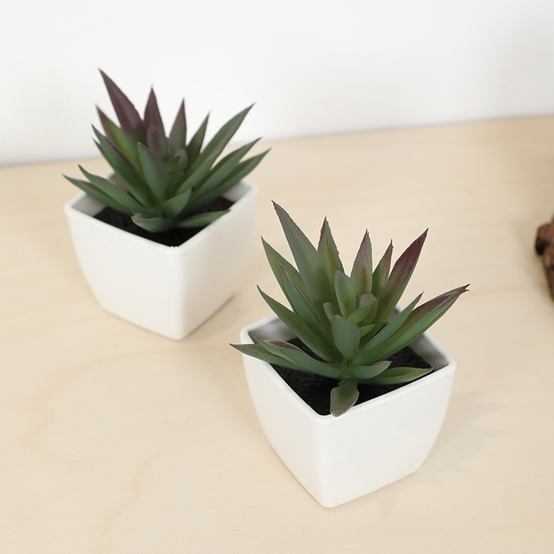 มินิประดิษฐ์ฉ่ํานางฟ้าถ้วยกระถ - Bonsai Garden Kit บทวิจารณ์และราคา