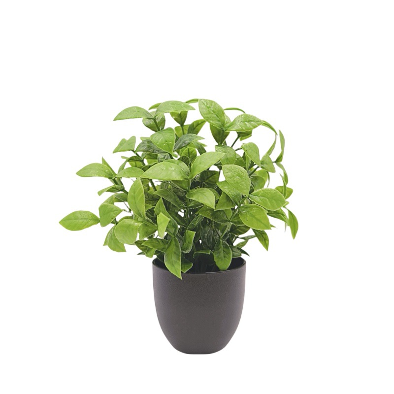 ต้นไม้จำลองสีเขียว บอนไซ ของตก - Bonsai Garden Kit บทวิจารณ์และราคา